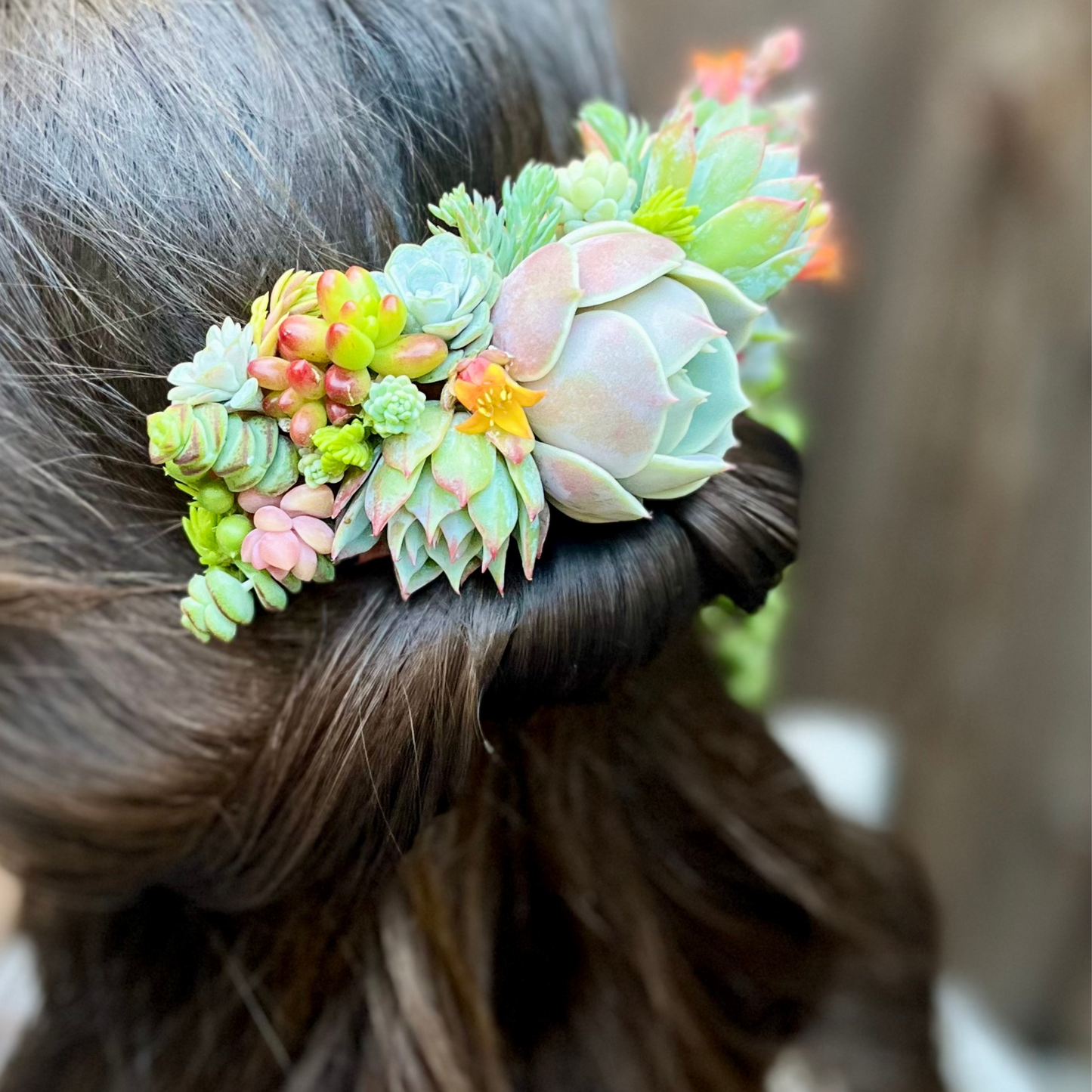 Living Succulent Hair Comb Clip