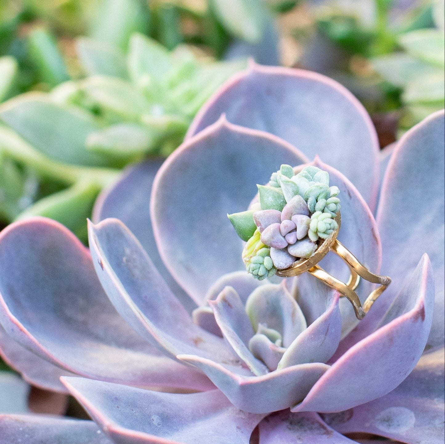 Living Succulent Adjustable Ring